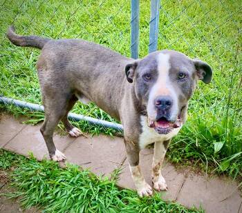 Rescue Great Dane and Pit Bull Terrier Dogs for Adoption in Hartwell, Georgia - Nitro | PetCurious