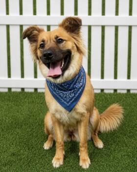 Collie and Shepherd Dogs Available for Adoption in Euless, Texas - Taffy | PetCurious