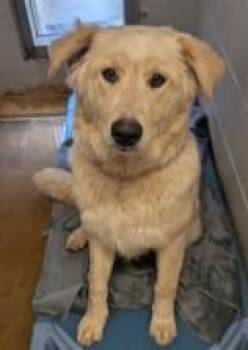 Hope -  Great Pyrenees and Mixed Breed Dog for Adoption in Kansas City, Missouri - Hope | PetCurious
