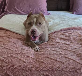 Liv -  Mixed Breed Dog for Adoption in Huntsville, Alabama - Liv | PetCurious