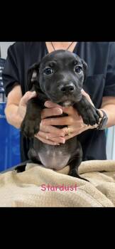 Stardust -  Pit Bull Terrier Dog for Adoption in Semmes, Alabama - Stardust | PetCurious