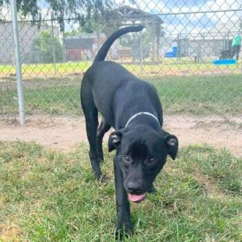 Rescue Labrador Retriever and Mixed Breed Dogs for Adoption in Conroe, Texas - BRONN | PetCurious