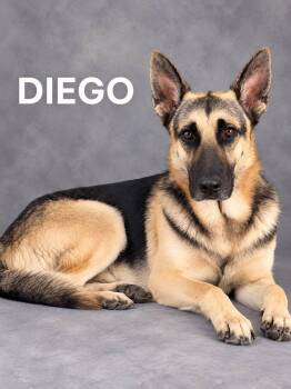 Diego -  German Shepherd Dog Dog for Adoption in Lucas, Texas - Diego | PetCurious