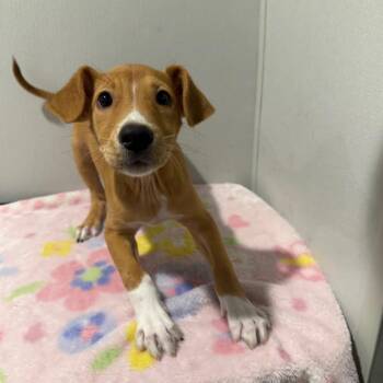 Hymn -  Labrador Retriever and Beagle Dog for Adoption in Tampa, Florida - Hymn | PetCurious