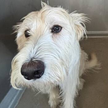Anniston -  Goldendoodle Dog for Adoption in Des Moines, Iowa - Anniston | PetCurious