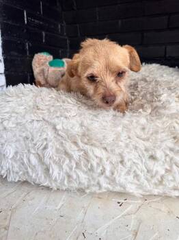 Chihuahua Dogs Available for Adoption - Chaco | PetCurious