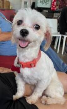Pocko -  Maltipoo Dog for Adoption in Tulsa, Oklahoma - Pocko | PetCurious