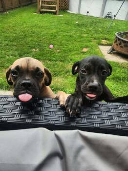 Pita -  Boxer Dog for Adoption - Pita | PetCurious