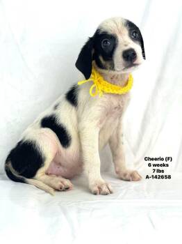 Cheerio the beautiful mixed breed -  Jack Russell Terrier and Beagle Dog for Adoption in Muskego, Wisconsin - Cheerio The Beautiful Mixed Breed | PetCurious