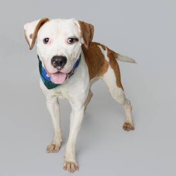Rescue Pit Bull Terrier Dogs for Adoption in Newark, New Jersey - Lucky | PetCurious