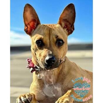 Blossom -  Chiweenie Dog for Adoption in Inglewood, California - Blossom | PetCurious