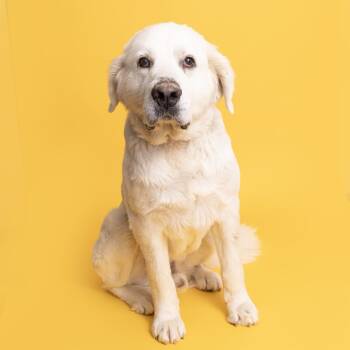 Rescue Great Pyrenees Dogs for Adoption in Franklin, Tennessee - Kasper | PetCurious