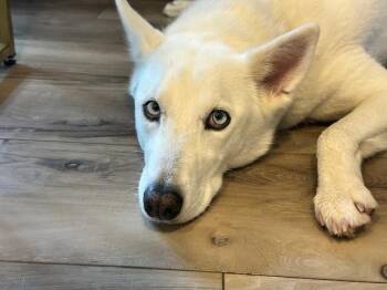 Sota -  Siberian Husky and White German Shepherd Dog for Adoption in Lake Forest, California - Sota | PetCurious