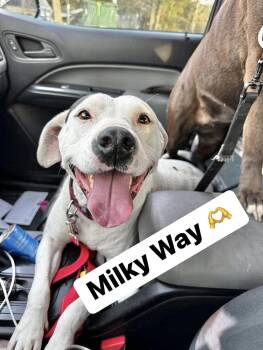 Rescue Pit Bull Terrier Dogs for Adoption in Manchester, Connecticut - Milky Way | PetCurious