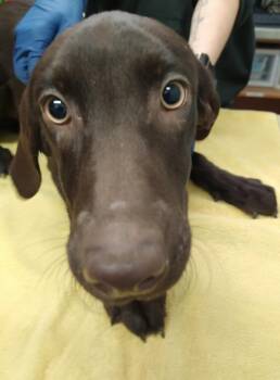 Labrador Retriever Dogs Available for Adoption in Pocatello, Idaho - Aya | PetCurious