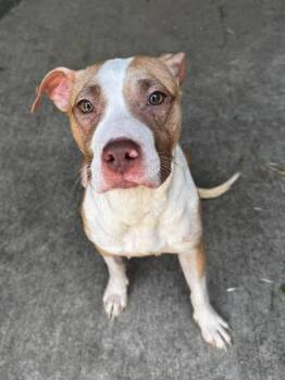 Pit Bull Terrier Dogs Available for Adoption in Chicago, Illinois - Drea | PetCurious