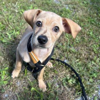 Popeye -  Chihuahua Dog for Adoption in Howes Cave, New York - Popeye | PetCurious