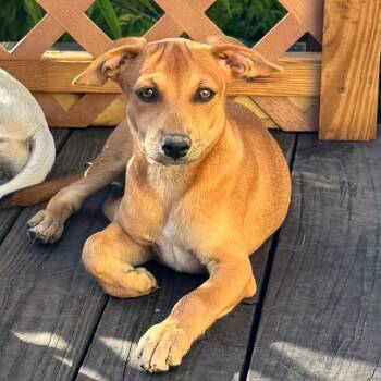 Playa -  Mixed Breed Dog for Adoption in Fredericksburg, Virginia - Playa | PetCurious