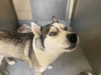 Siberian Husky Dogs Available for Adoption in Tustin, California - HOLLY | PetCurious