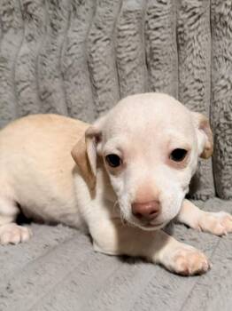 Chihuahua Dogs Available for Adoption in Portland, Oregon - Nugget | PetCurious