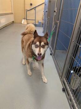 MYA -  Siberian Husky Dog for Adoption in South Lake Tahoe, California - MYA | PetCurious