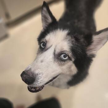 LUNA -  Husky Dog for Adoption in New York, New York - LUNA | PetCurious