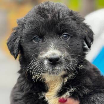 Rescue Mixed Breed Dogs for Adoption in Stormville, New York - NY Barb Avail Nov 30 (Choice Pet Carmel) | PetCurious