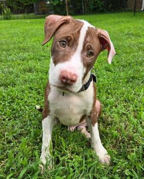 Tater (puppy) -  Pit Bull Terrier Dog for Adoption in Spotsylvania Courthouse, Virginia - Tater (puppy) | PetCurious