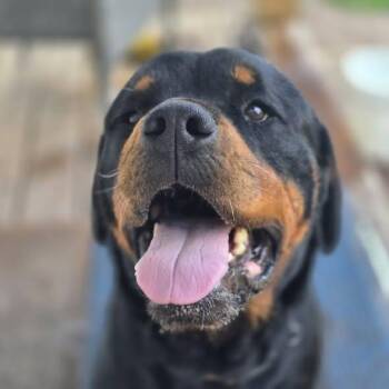 RANGER -  Rottweiler Dog for Adoption in Chapel Hill, North Carolina - RANGER | PetCurious