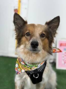Bottas-One of our Amazing Rescue Dogs -  Shetland Sheepdog Sheltie and Papillon Dog for Adoption in Carlsbad, California - Bottas-One Of Our Amazing Rescue Dogs | PetCurious