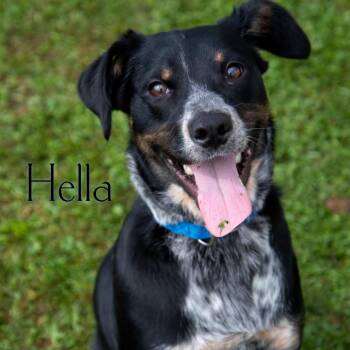 Hella (Mary-Kate) -  Cattle Dog and Mixed Breed Dog for Adoption in Parkersburg, West Virginia - Hella (Mary-Kate) | PetCurious