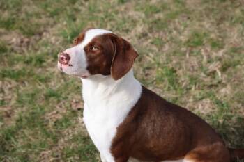Rescue Mixed Breed and Hound Dogs for Adoption in Ash Flat, Arkansas - Hulk Hogan | PetCurious