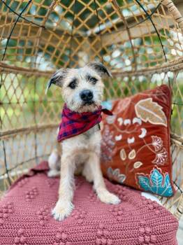 Ace of Hearts -  Border Terrier and Cairn Terrier Dog for Adoption in Friendswood, Texas - Ace Of Hearts | PetCurious