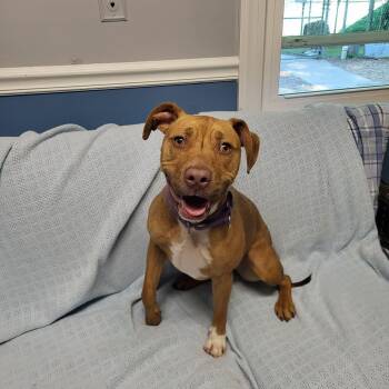 Sheba -  Mixed Breed Dog Available for Adoption in Sunderland, Maryland - Sheba | PetCurious