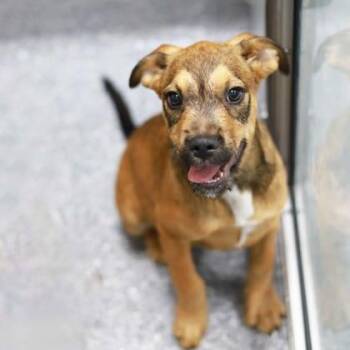 Mixed Breed Dogs Available for Adoption in Atlanta, Georgia - L