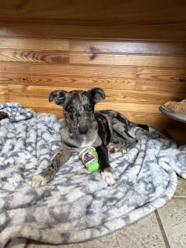 Rescue Catahoula Leopard Dog Dogs for Adoption in Crystal Springs, Mississippi - Wrangler | PetCurious