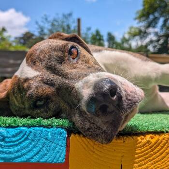 Eddie -  Hound and Mixed Breed Dog for Adoption in Houston, Texas - Eddie | PetCurious