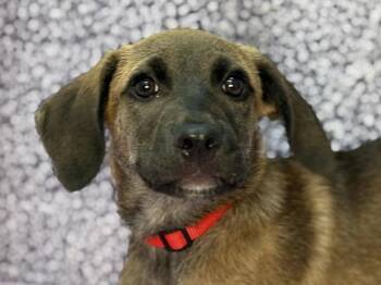 Peter -  Labrador Retriever and Pit Bull Terrier Dog for Adoption in Portland, Oregon - Peter | PetCurious