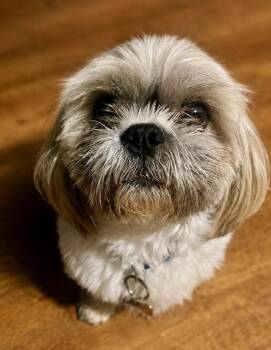 Shih Tzu Dogs Available for Adoption in Tifton, Georgia - Mack | PetCurious