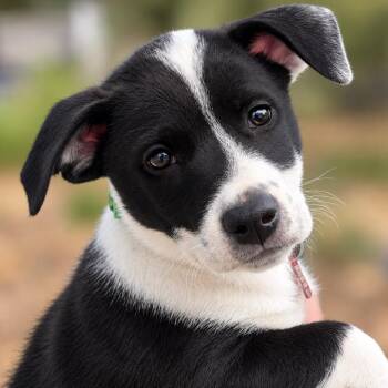 Everett -  Retriever and Terrier Dog for Adoption in Boerne, Texas - Everett | PetCurious