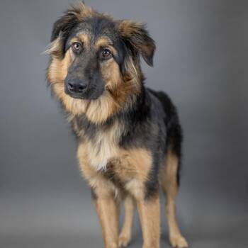 Harlo -  German Shepherd Dog and Australian Shepherd Dog for Adoption in Portland, Oregon - Harlo | PetCurious