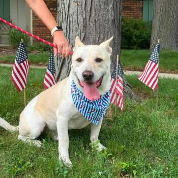Bolt the happiest boy -  German Shepherd Dog and Basset Hound Dog for Adoption in Muskego, Wisconsin - Bolt The Happiest Boy | PetCurious