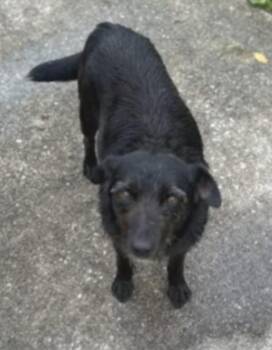 Rescue Wirehaired Terrier Dogs for Adoption in Franklin, Wisconsin - Charlotte | PetCurious