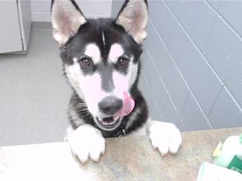 BRUNCH -  Siberian Husky and Mixed Breed Dog for Adoption in Omaha, Nebraska - BRUNCH | PetCurious