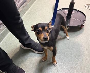 CHESTER -  Mixed Breed Dog for Adoption in Santa Fe, New Mexico - CHESTER | PetCurious