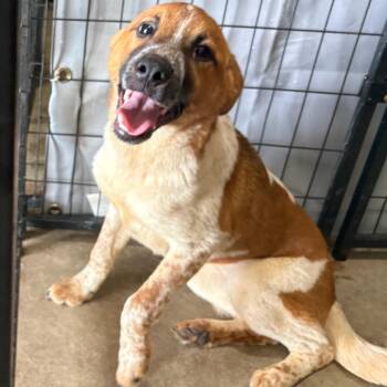 Laken -  Cattle Dog and Mixed Breed Dog for Adoption in Birmingham, Alabama - Laken | PetCurious