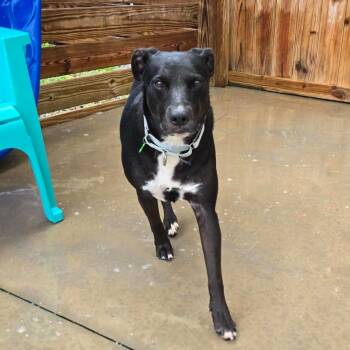 Triscuit -  Mixed Breed Dog for Adoption in Freeport, Florida - Triscuit | PetCurious