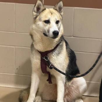 Mixed Breed Dogs Available for Adoption in Winston-salem, North Carolina - Dippin Dot | PetCurious