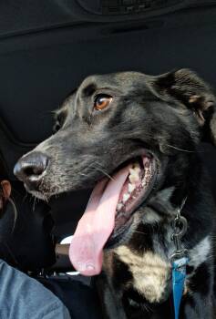 August -  Border Collie Dog for Adoption in Owensboro, Kentucky - August | PetCurious