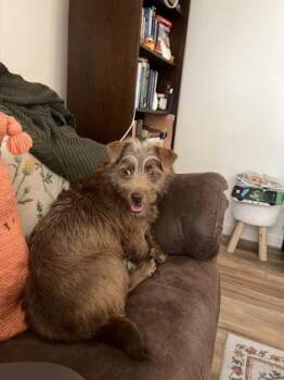 Terrier and Mixed Breed Dogs Available for Adoption - Toad | PetCurious